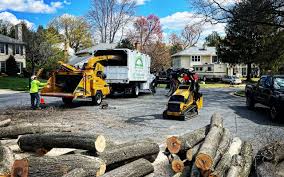 Best Tree Disease Treatment  in Dunlap, OH