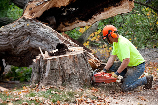 Best Utility Line Clearance  in Dunlap, OH