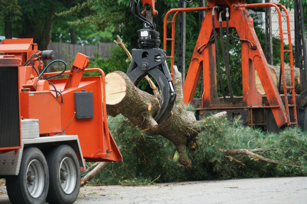 Best Tree Risk Assessment  in Dunlap, OH